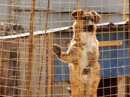 homeless dog