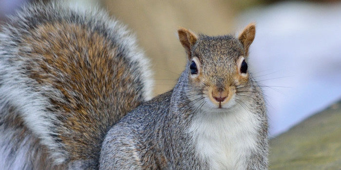 Madison Squirrel Removal